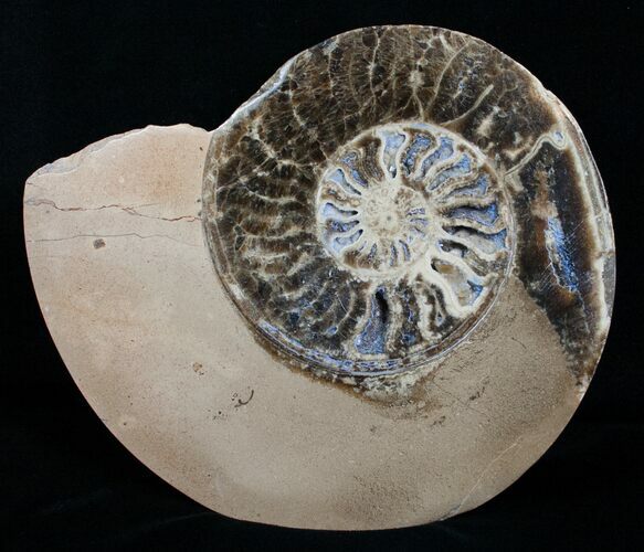 / Choffaticeras Ammonite (Half) - Morocco #3971